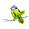 Blue Tit