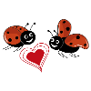 ladybirds with a red heart