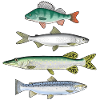 FOUR FISH - Ahven, siika, hauki ja taimen tuotteet