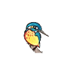 Eisvogel