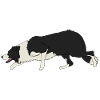 BORDER COLLIE