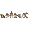 Owls - brown