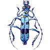 Super Beetle