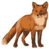 fox