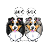 Sheltie Sheltie 2