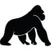 A Wild Gorilla