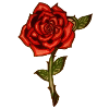 Red Rose