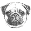 PUG | MOPS - DRAWN
