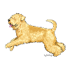 Wheaten Terrier 2