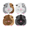 four guinea pigs cute