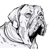 BULDOG Portrait animalier