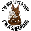 Kelpie Chocolate Mutton