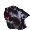 Schnauzer Portrait