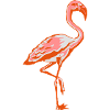 flamingo