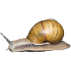 The