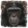 Chimpanzee