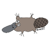 ornithorynque 2
