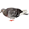 pigeon