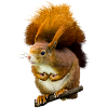 squirrel