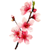 Cherry Blossom
