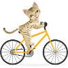chat vélos