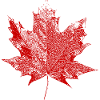 Maple leaf