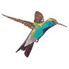 Hummingbird with white border