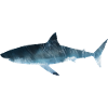 Great White Shark