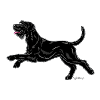 Giant Schnauzer Riesenschnauzer