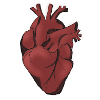 Cuore Heart Tumblr