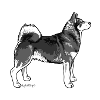 Elkhound