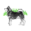 Jämtlander Spitz Metta