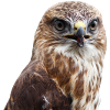 adler eagle buzzard