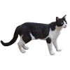 cat cat