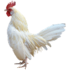 cock chicken chicken cock