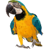 Ara ararauna