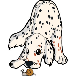 Setter tricolore