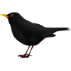 Amsel
