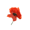 Poppy