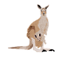 Kangaroo with baby