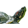 turtle tortoise