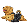 Norfolk Terrier