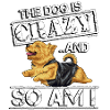 Norwich Terrier Crazy