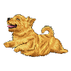 Norwich Terrier 2