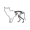 Schrodinger's Skele Cat