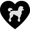 Poodle in heart