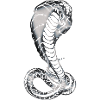 King Cobra