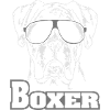 BOXER cool