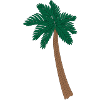 Illustration Palm