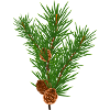 Pine branch
